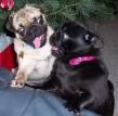 Porter the Pug Grand Rapids